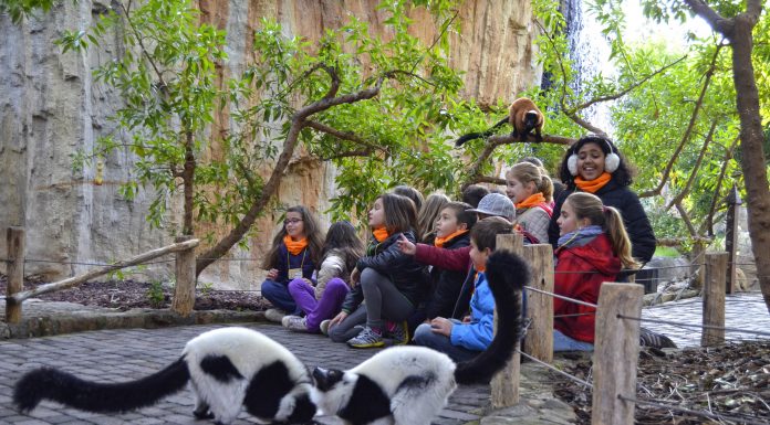 Un nou mètode educatiu ensenya anglès amb lèmurs sense eixir de València inglés