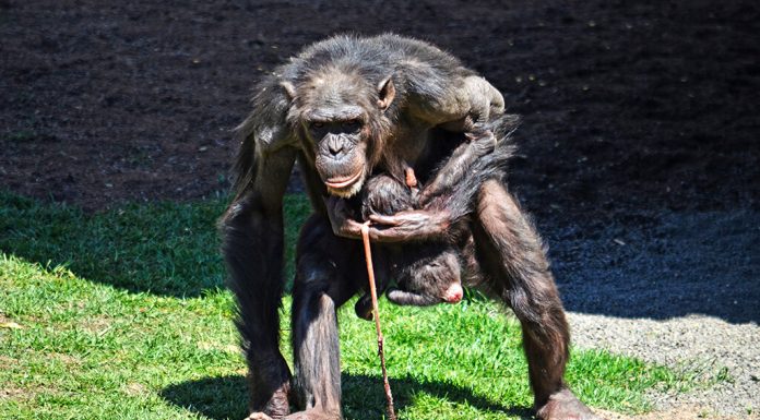 Nace una cría de chimpancé a la vista del público en Bioparc chimpancé