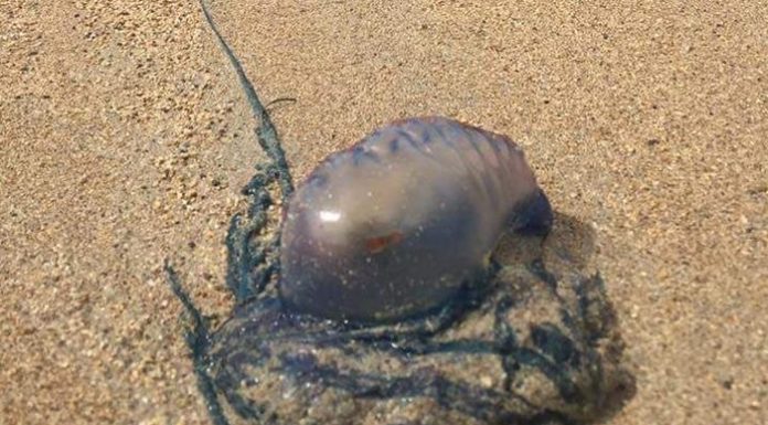 Medusas peligrosas llegan a la costa de la Comunitat Valenciana