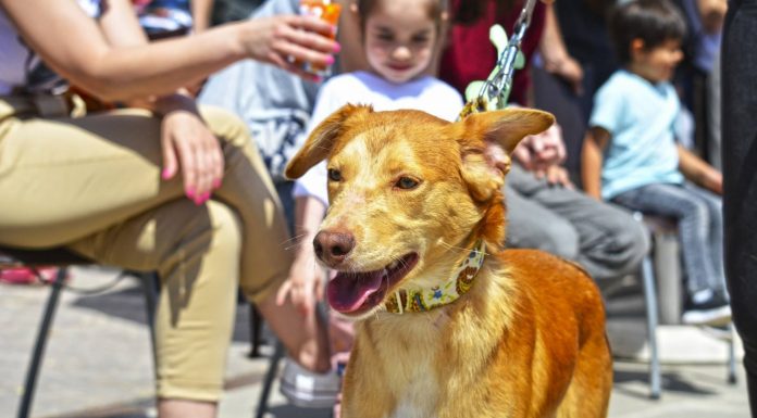 Més de 40 gossos abandonats cerquen una família en la desfilada solidària de Bioparc Bioparc