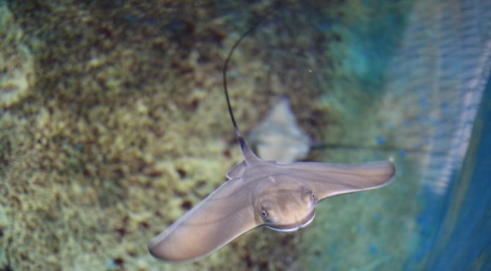 La família de l’Oceanogràfic s’amplia amb el naixement de quatre cries d’àguila marina águila