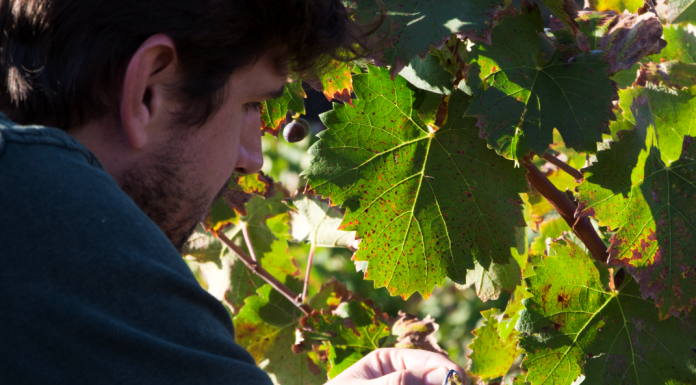 Vinya Alforí, un vi amb ànima que arriba des de Fontanars dels Alforins vino