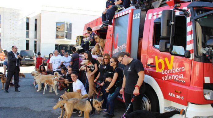 La unitat canina dels Bombers de València passa un matí amb xiquets amb discapacitat Bomberos