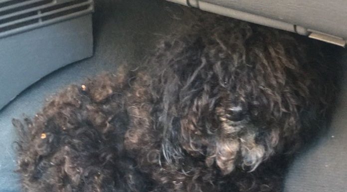 Detenen a una dona per tirar a les escombraries a un caniche a Dénia