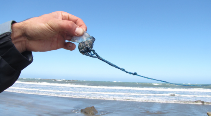 Reobrin El Saler després de no detectar més caravel·les portugueses Saler