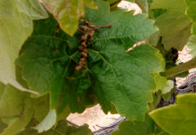 La primavera causa danys superiors als tres milions d’euros en les comarques valencianes uva