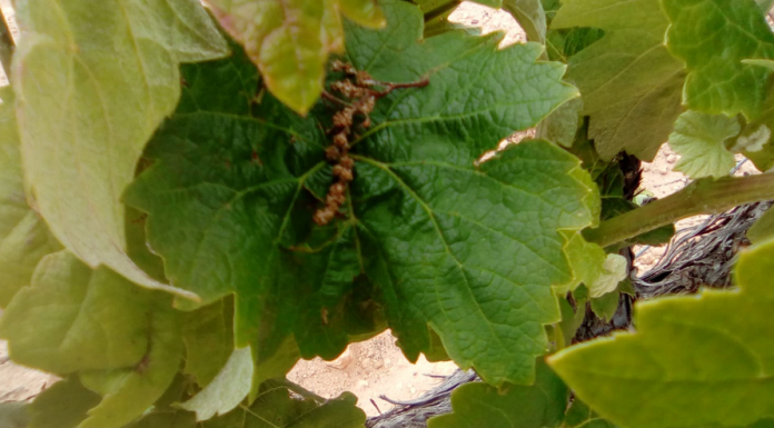 La primavera causa danys superiors als tres milions d’euros en les comarques valencianes uva