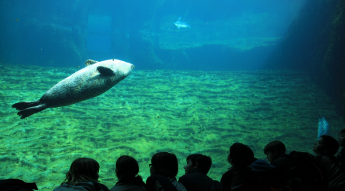 El pla que el teu fill no voldrà perdre’s: ser un pirata i dormir entre taurons Oceanogràfic