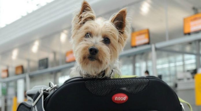 Què fer si la companyia aèria ens perd l’equipatge? Equipaje, diseca