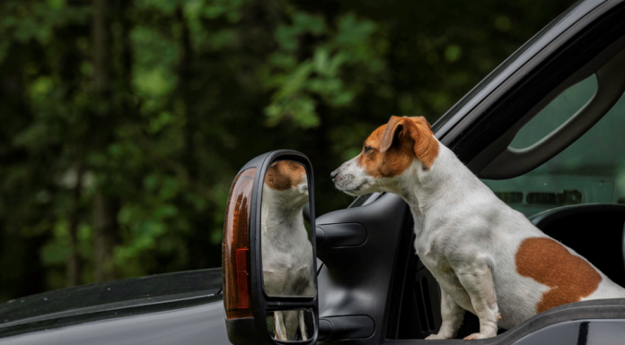 Consejos clave para viajar este verano con tu mascota mascota