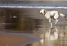 Abren la playa para perros de Pinedo