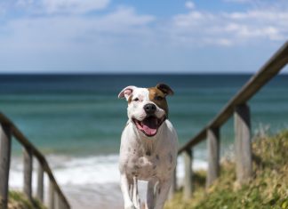 playas perros