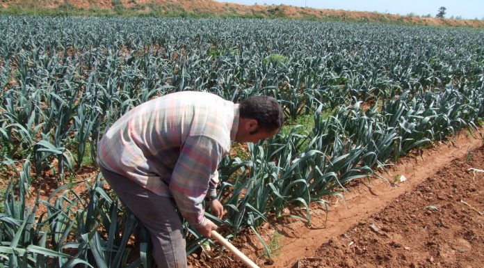 La estimación de indemnizaciones del seguro agrario se eleva hasta los 772 millones en el primer semestre del año sequía