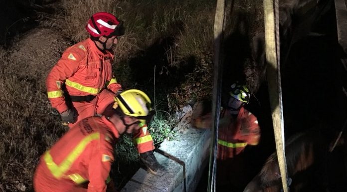 Rescaten a un cavall caigut a una sèquia a Alzira Rescatan a un caballo en Alzira