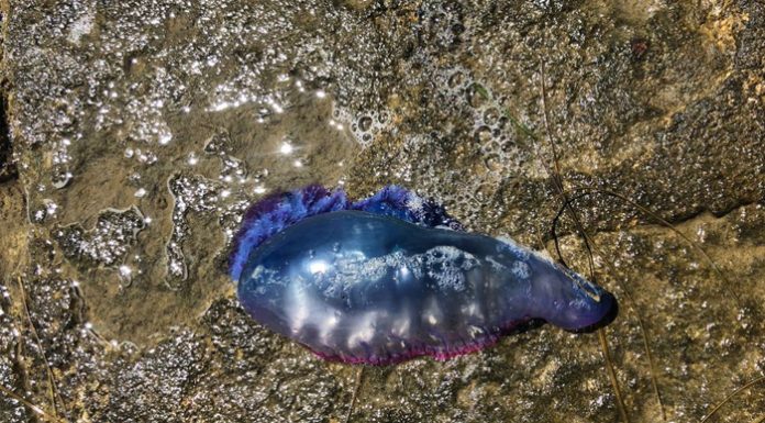 Una nueva carabela portuguesa aparece en la playa de El Saler