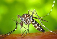 Mosquitos estériles, la técnica de la Generalitat para terminar con el mosquito tigre Mosquitos estériles, la técnica de la Generalitat para terminar con el mosquito tigre