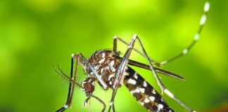 Mosquitos estériles, la técnica de la Generalitat para terminar con el mosquito tigre