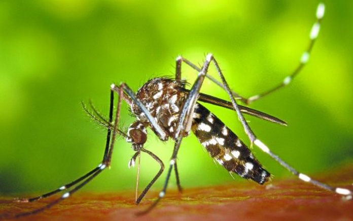 Mosquitos estériles, la técnica de la Generalitat para terminar con el mosquito tigre