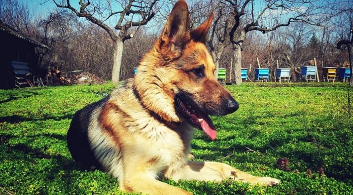 Sanciones para los dueños de los perros que no lleven bolsas sanciones dueño perro que no lleven bolsas