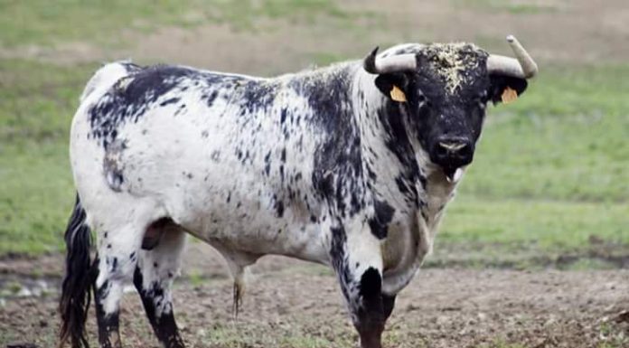 Buscan a un toro desaparecido en Almenara