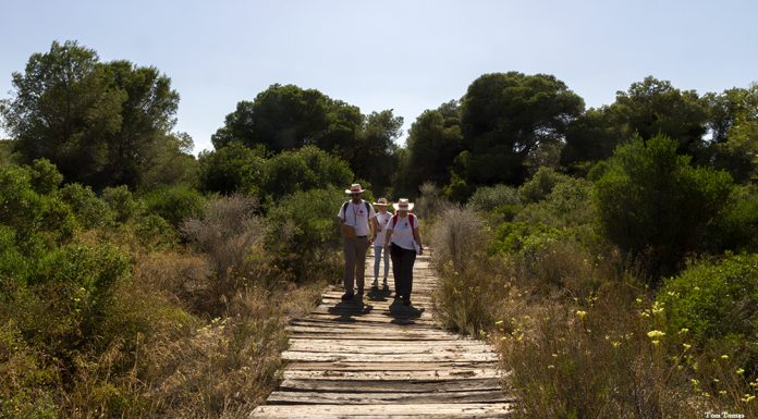 Creu Roja demana voluntaris per a conservar el Parc Natural de l’Albufera voluntarios