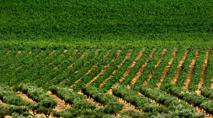 Un pla alternatiu sense eixir de la Comunitat: enoturisme en la Toscana valenciana Toscana