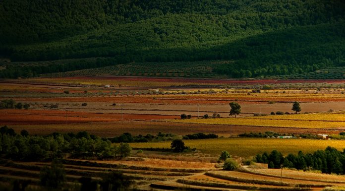 Un plan alternativo sin salir de la Comunitat: enoturismo en la Toscana valenciana
