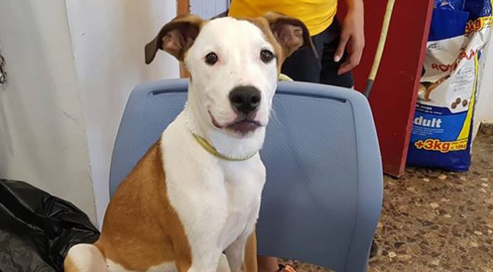 Una cachorrita de 5 meses busca familia cachorrita