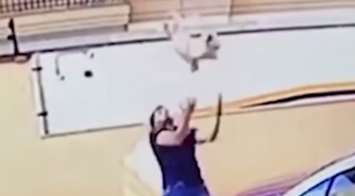 Salvan la vida a un perro