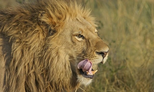 Un grupo de leones se comen a tres cazadores Leones en la selva