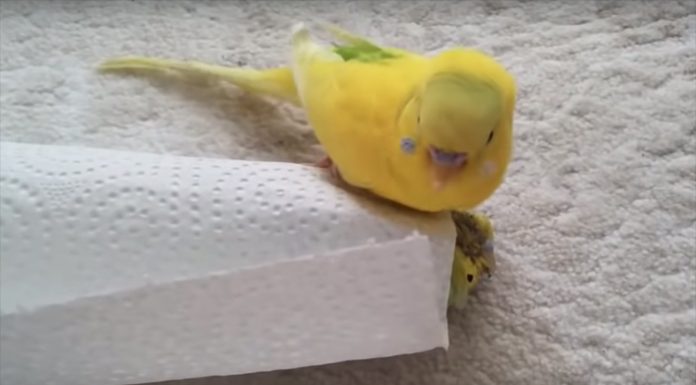 El pájaro que llora la muerte de su amigo