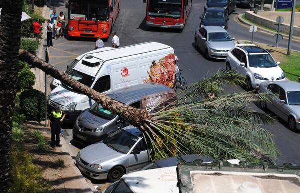 Una palmera cae sobre la gente en la Plaza de la Reina