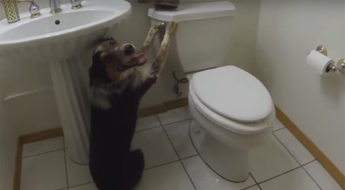 El gos que pixa en el vàter i tira la cadena triomfa a les xarxes