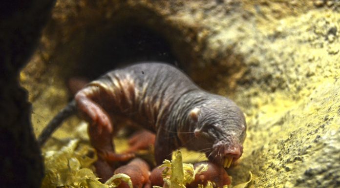 Nace una rata topo prácticamente inmune al cáncer rata longeba