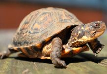 El Seprona deté a una de les majors organitzacions de tràfic il·legal de tortugues tortugas