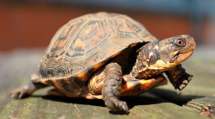 El Seprona detiene a una de las mayores organizaciones de tráfico ilegal de tortugas tortugas