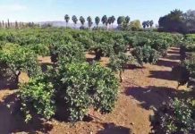 Bétera homenatja als joves agricultors del municipi Agricultura Bétera