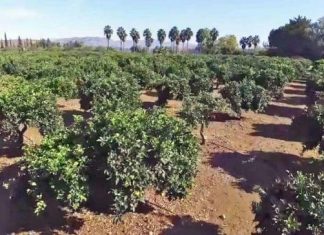 Agricultura Bétera