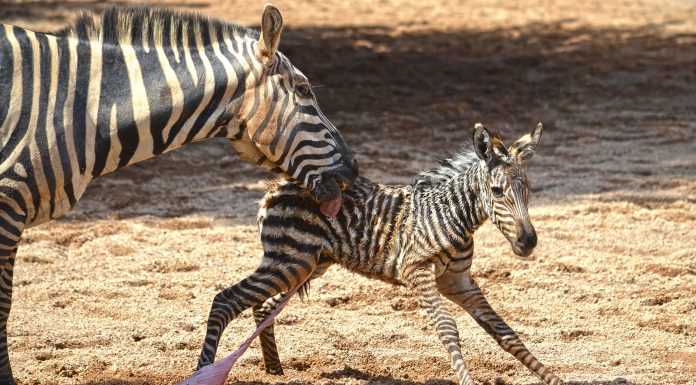 Así es como los cuidadores de Bioparc Valencia salvan a una pequeña cebra de morir ahogada Zebra