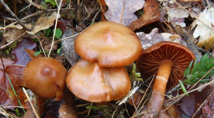 Cómo diferenciar setas venenosas y comestibles setas