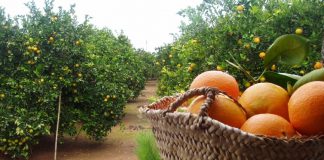 Un nuevo descubrimiento valenciano alarga la vida de las naranjas