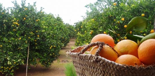 Un nuevo descubrimiento valenciano alarga la vida de las naranjas