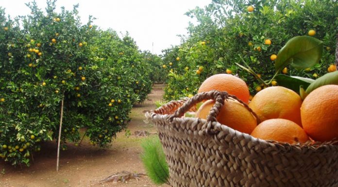Alarma en el camp valencià davant el creixement de les taronges africanes Un nuevo descubrimiento valenciano alarga la vida de las naranjas