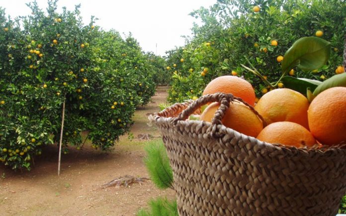 Un nuevo descubrimiento valenciano alarga la vida de las naranjas