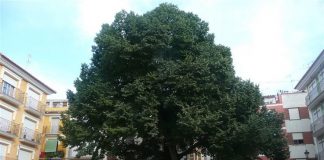 árbol