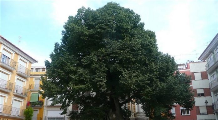 El millor arbre d’Espanya està en la Comunitat Valenciana árbol