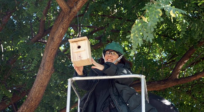 Així són les caixes-niu que València ha instal·lat per als ocells migratoris Cajas-nido