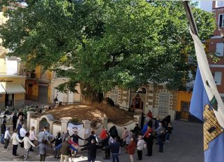 árbol monumental en Navajas