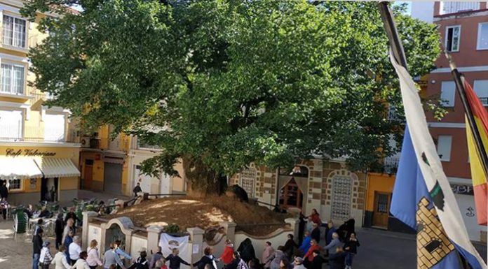 El mejor árbol de España está en la Comunitat Valenciana árbol monumental en Navajas