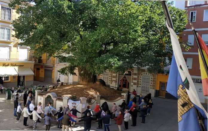 árbol monumental en Navajas